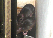 ネズミ1